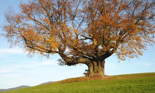 Die geheimnisvolle Welt der Bäume