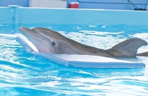 Dolphin Tale