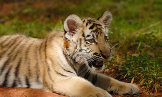 Een dag in de dierentuin