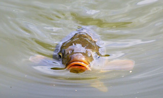 Ernst's OnderWaterWereld