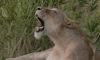 Food Trail: South Africa