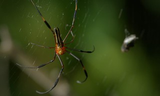 Geheimen van de Betoverde Bossen