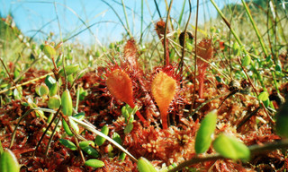 Geheimnisvolle Moorlandschaften