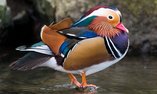 Geheimnisvolle Parktiere