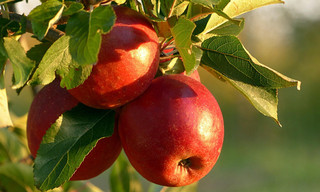 Gokten ?c Elma Dustu