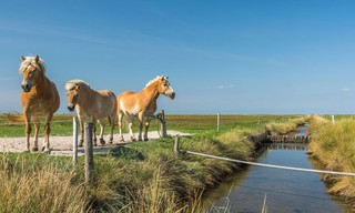 How Do Animals Do That