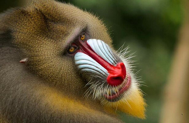 Een mandrilaap ter illustratie