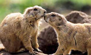 Natuur op 2: Natural born rebels