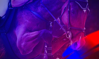 Paardensport: Wereldbeker springen Washington