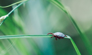Parasiten packen aus