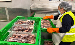 planet e.: Oktopus in Gefahr - Spurensuche rund ums Mittelmeer