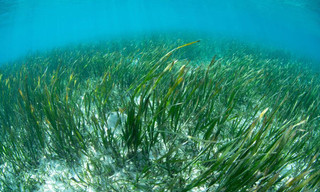 Re: Die Seegras-Retter von den Balearen