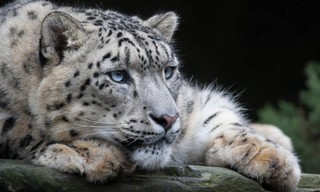 Sneeuwluipaarden met Dan O'Neill