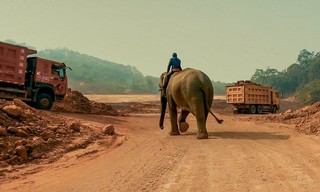 Stealing Giants - Der grausame Handel mit lebenden Elefanten