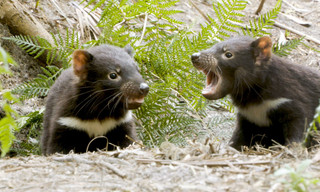 Tasmanien - Ein Jahr mit den wilden Teufeln