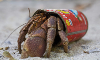 Wild Thailand - The Mysterious North