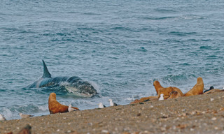 Tierische Freibeuter der Meere