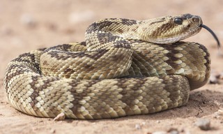 Tueur en série ? L'histoire vraie du Serpent