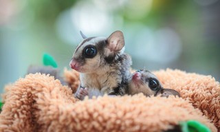 Weird, True & Freaky