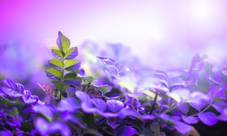 Wilde Welten - Wildschweine, die schwierigen Schwarzkittel