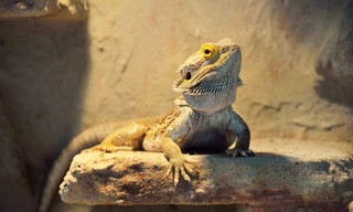 100 Jahre Neues Bauen