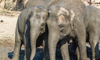 Bij ons in de dierentuin