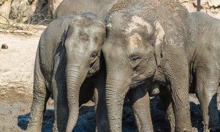 Bij ons in de dierentuin