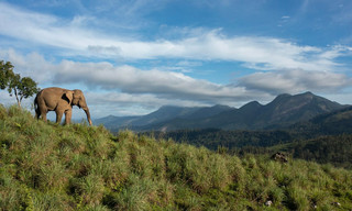 Destination Wild: India