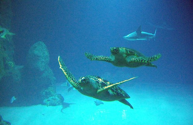 Still uit Het Echte Leven in de Dierentuin