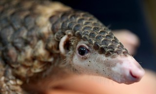 Geo Reportage: Vietnam, die letzten Pangoline