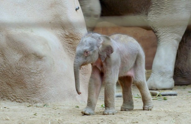 Maxi uit Het Echte Leven in de Dierentuin