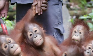 Orang-oetan jungleschool