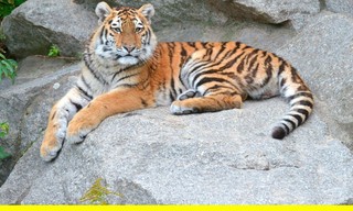 Panda, Gorilla & Co.