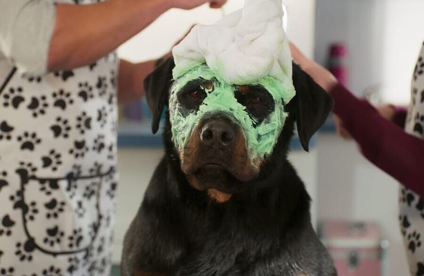 Hond Max met de stem van Ludacris in Show Dogs