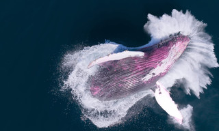 The future of nature