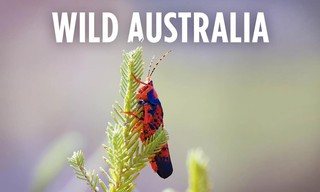 Wild Australia
