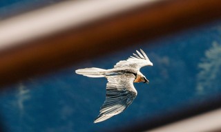 Wildnis 2.0 - Die Tierwelt auf Umwegen