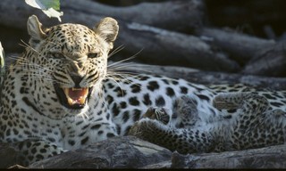 World's deadliest killers