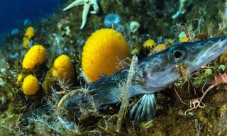 Antarktis - Die Reise der Pinguine