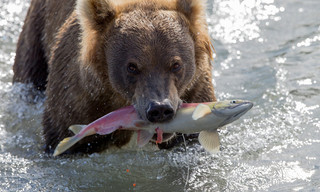 Auf den Spuren der Bären