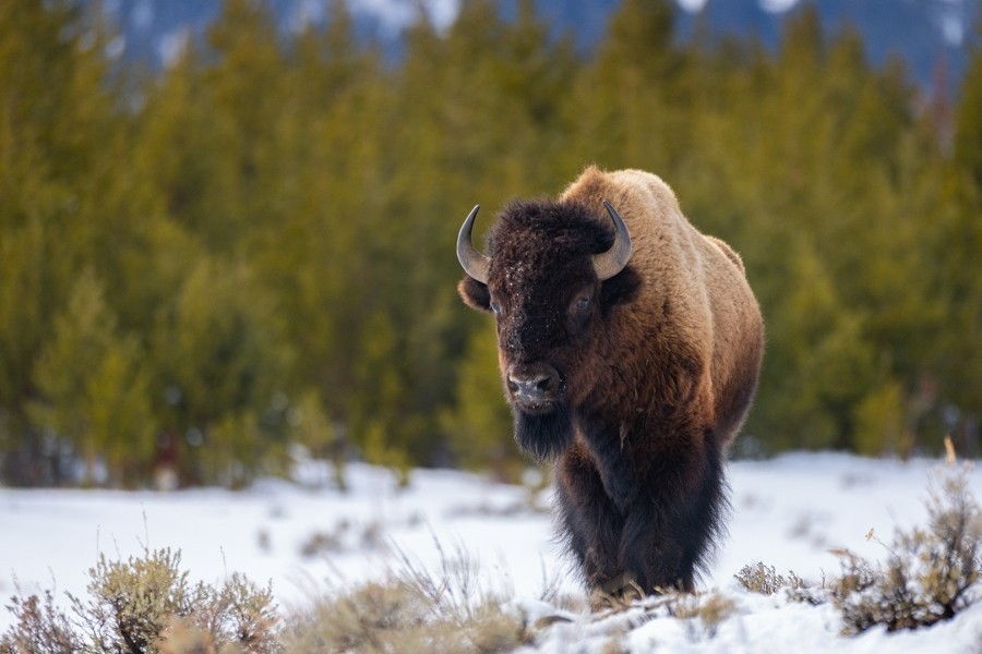 America's National Parks