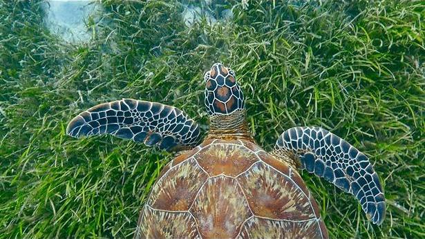 Tuinieren zonder stekeligheden