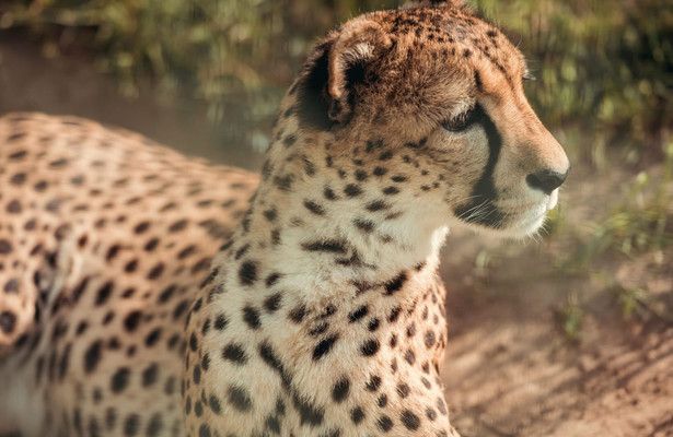 Jaguar in Bij Ons in de Dierentuin
