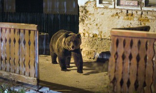 Bärenalarm in Transsilvanien