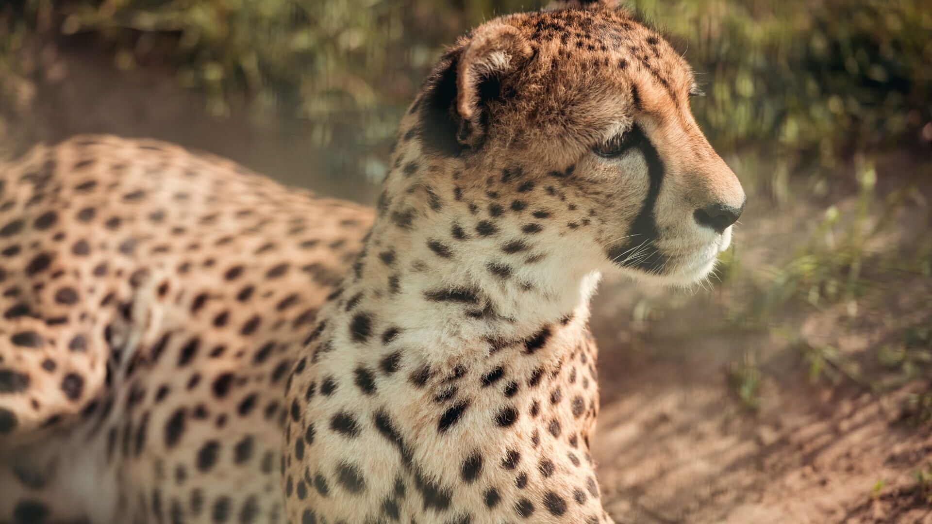 Dierenarts Martine houdt de dieren scherp in de gaten in Bij Ons in de Dierentuin