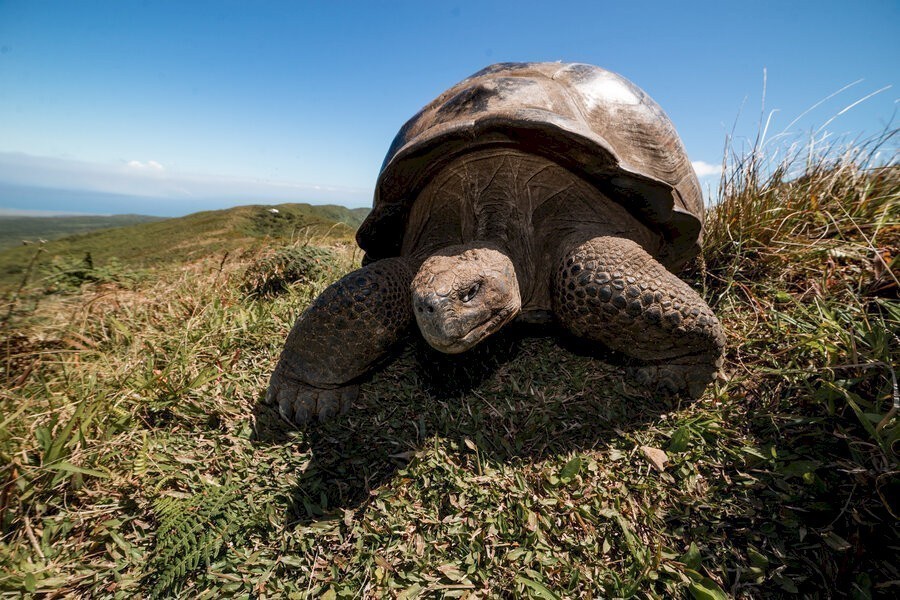 Galapagos: Hope for the Future