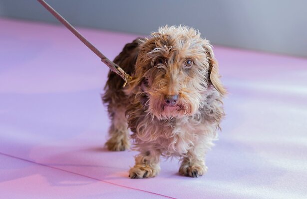 Nhaan uit Heel Holland Bakt 2024