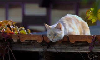 Meine wilden Nachbarn