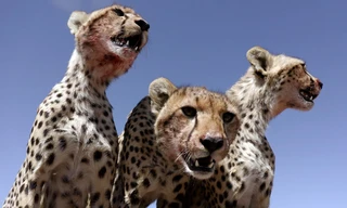 Natuur op 2: Serengeti