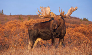 Natuur op 2: Wild Alaska - De laatste wildernis